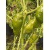 7-Pot Lime Long Pepper Seeds 7-Pot Lime Long Pepper Seeds