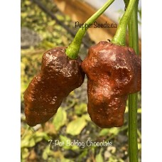7-Pot Boldog Chocolate Pepper Seeds 