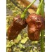 7-Pot Boldog Chocolate Pepper Seeds 