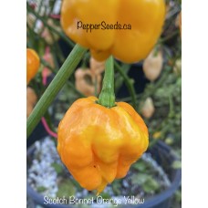 Scotch Bonnet Orange Yellow Pepper Seeds 