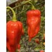Jabba Du Hut x Bhut Jolokia Red Pepper Seeds 