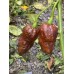7-Pot Boldog Chocolate Pepper Seeds 