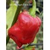 Jes's Morangum Purple Red NC Pepper Seeds Jes's Morangum Purple Red NC Pepper Seeds