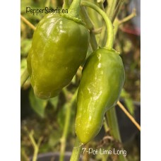 7-Pot Lime Long Pepper Seeds 