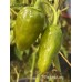 7-Pot Lime Long Pepper Seeds 7-Pot Lime Long Pepper Seeds