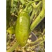 7-Pot Lime Long Pepper Seeds 7-Pot Lime Long Pepper Seeds