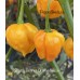 Scotch Bonnet Orange Yellow Pepper Seeds 