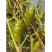 7-Pot Lime Long Pepper Seeds 7-Pot Lime Long Pepper Seeds