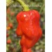 Jabba Du Hut x Bhut Jolokia Red Pepper Seeds 