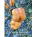7-Pot Bubble Gum x Jays Ghost Pink Purple Pepper Seeds 