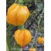 Scotch Bonnet Orange Yellow Pepper Seeds 