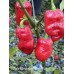 Jes's Morangum Purple Red NC Pepper Seeds Jes's Morangum Purple Red NC Pepper Seeds