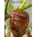 7-Pot Boldog Chocolate Pepper Seeds 