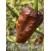 7-Pot Boldog Chocolate Pepper Seeds 
