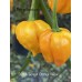 Scotch Bonnet Orange Yellow Pepper Seeds 