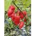Jes's Morangum Purple Red NC Pepper Seeds Jes's Morangum Purple Red NC Pepper Seeds