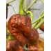 7-Pot Boldog Chocolate Pepper Seeds 