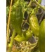 7-Pot Lime Long Pepper Seeds 7-Pot Lime Long Pepper Seeds