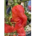Jabba Du Hut x Bhut Jolokia Red Pepper Seeds 