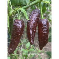 Bin Jolokia Chocolate Pepper Seeds Bin Jolokia Chocolate Pepper Seeds