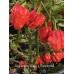 Nagabrains Yellow x Pumpkintail Pepper Seeds Nagabrains Yellow x Pumpkintail Pepper Seeds