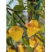 Puerto Rican Yellow Pepper Seeds 