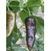 Bin Jolokia Chocolate Pepper Seeds Bin Jolokia Chocolate Pepper Seeds