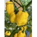 King Naga Yellow Pepper Seeds King Naga Yellow Pepper Seeds