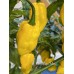 King Naga Yellow Pepper Seeds King Naga Yellow Pepper Seeds
