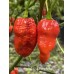 Nagabrains Yellow x Pumpkintail Pepper Seeds Nagabrains Yellow x Pumpkintail Pepper Seeds