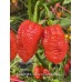Nagabrains Yellow x Pumpkintail Pepper Seeds Nagabrains Yellow x Pumpkintail Pepper Seeds