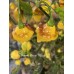 Puerto Rican Yellow Pepper Seeds 