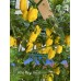 King Naga Yellow Pepper Seeds King Naga Yellow Pepper Seeds