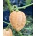 Star Scream Pepper Seeds Star Scream Pepper Seeds