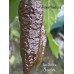 Bin Jolokia Chocolate Pepper Seeds Bin Jolokia Chocolate Pepper Seeds