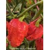 Nagabrains Yellow x Pumpkintail Pepper Seeds Nagabrains Yellow x Pumpkintail Pepper Seeds