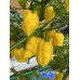 King Naga Yellow Pepper Seeds King Naga Yellow Pepper Seeds