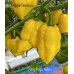 King Naga Yellow Pepper Seeds King Naga Yellow Pepper Seeds