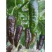 Bin Jolokia Chocolate Pepper Seeds Bin Jolokia Chocolate Pepper Seeds