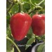 Jalapeño Dieghito Pepper Seeds Jalapeño Dieghito Pepper Seeds