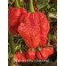 Nagabrains Yellow x Pumpkintail Pepper Seeds Nagabrains Yellow x Pumpkintail Pepper Seeds