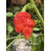 Nagabrains Yellow x Pumpkintail Pepper Seeds Nagabrains Yellow x Pumpkintail Pepper Seeds