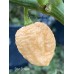 Star Scream Pepper Seeds Star Scream Pepper Seeds