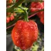 Nagabrains Yellow x Pumpkintail Pepper Seeds Nagabrains Yellow x Pumpkintail Pepper Seeds