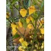 Puerto Rican Yellow Pepper Seeds 