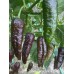 Bin Jolokia Chocolate Pepper Seeds Bin Jolokia Chocolate Pepper Seeds