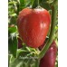 Jalapeño Dieghito Pepper Seeds Jalapeño Dieghito Pepper Seeds