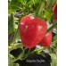 Jalapeño Dieghito Pepper Seeds Jalapeño Dieghito Pepper Seeds