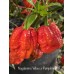 Nagabrains Yellow x Pumpkintail Pepper Seeds Nagabrains Yellow x Pumpkintail Pepper Seeds