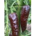 Bin Jolokia Chocolate Pepper Seeds Bin Jolokia Chocolate Pepper Seeds